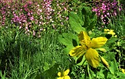 33 Bel fiore giallo di Erba da porri (Chelidonium majus)